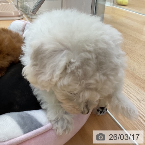 ビション・フリーゼの写真