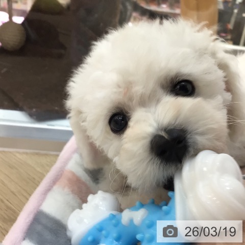 宮崎県のビションフリーゼ (ペットプラス 宮崎店/2026年1月14日生まれ/女の子/ホワイト)の子犬の4枚目の画像