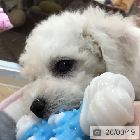 宮崎県のビションフリーゼ (ペットプラス 宮崎店/2026年1月14日生まれ/女の子/ホワイト)の子犬の3枚目の画像