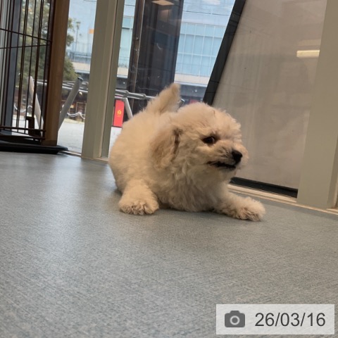 ビション・フリーゼの写真