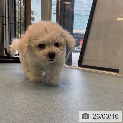 ビション・フリーゼの写真