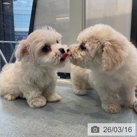 ビション・フリーゼの写真