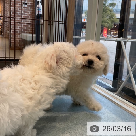 ビション・フリーゼの写真