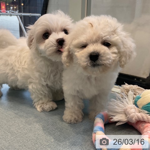 ビション・フリーゼの写真