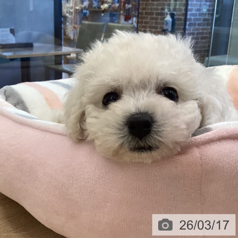 ビション・フリーゼの写真