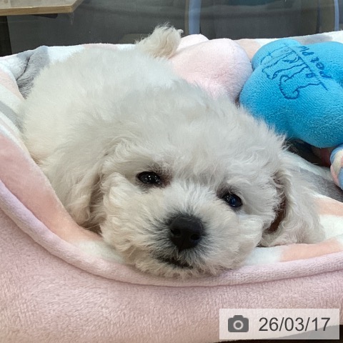 ビション・フリーゼの写真