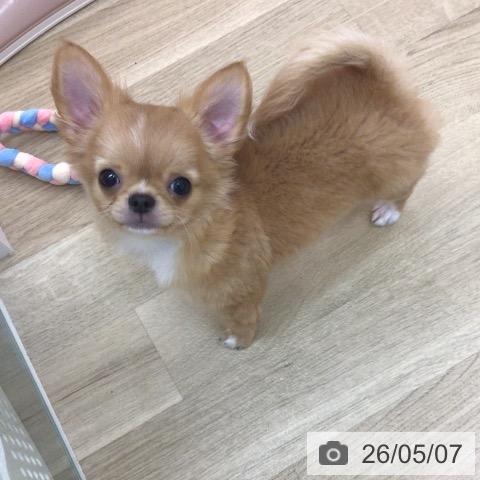 チワワの写真