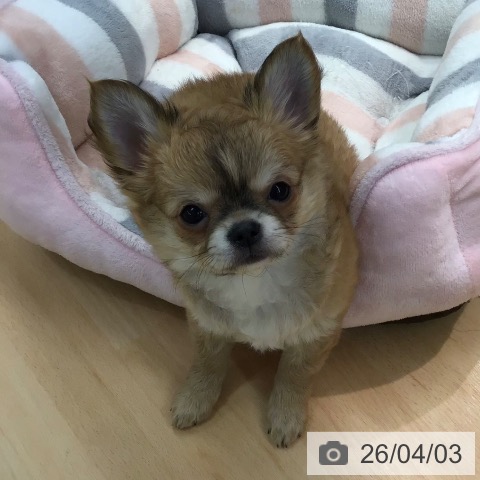 チワワの写真