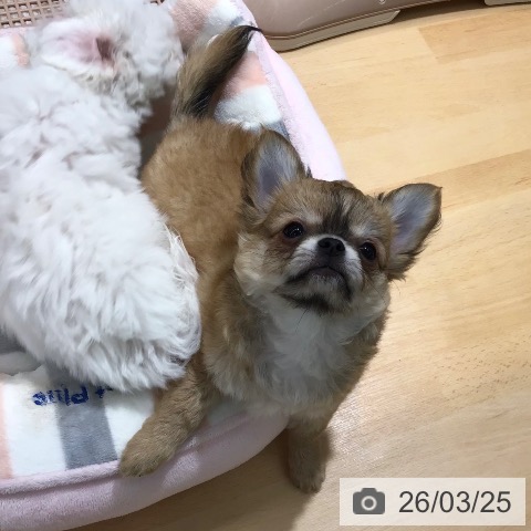 チワワの写真