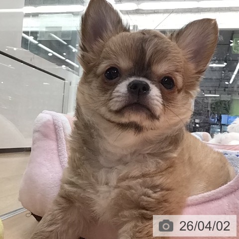 チワワの写真