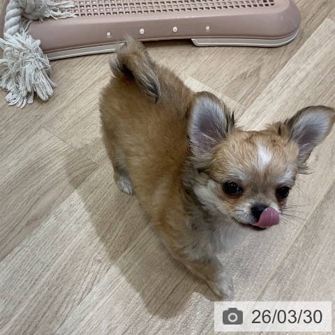 福岡県のチワワ(ロング) (ペットプラス 香椎浜店/2026年1月14日生まれ/男の子/レッドホワイト)の子犬の4枚目の画像