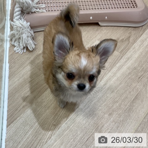 福岡県のチワワ(ロング) (ペットプラス 香椎浜店/2026年1月14日生まれ/男の子/レッドホワイト)の子犬の3枚目の画像