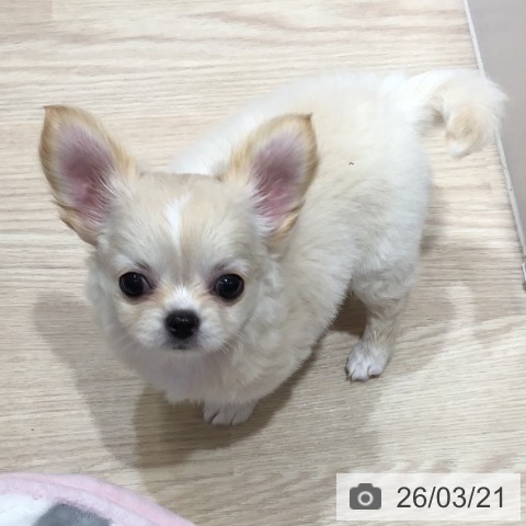 沖縄県のチワワ(ロング) (ペットプラス 沖縄ライカム店/2026年1月12日生まれ/女の子/クリーム)の子犬の4枚目の画像