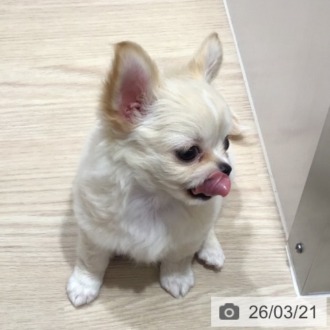 沖縄県のチワワ(ロング) (ペットプラス 沖縄ライカム店/2026年1月12日生まれ/女の子/クリーム)の子犬の3枚目の画像