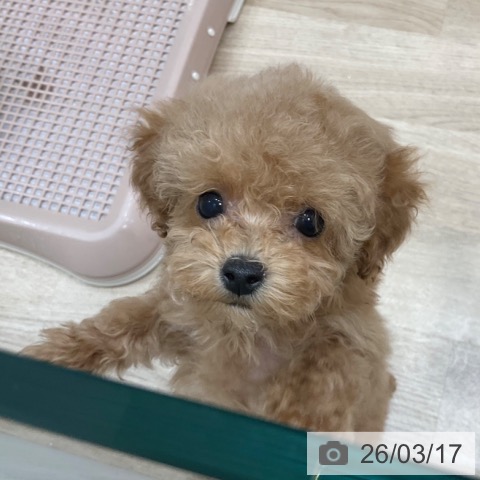 トイ・プードルの写真