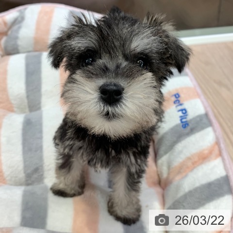 ミニチュア・シュナウザーの写真