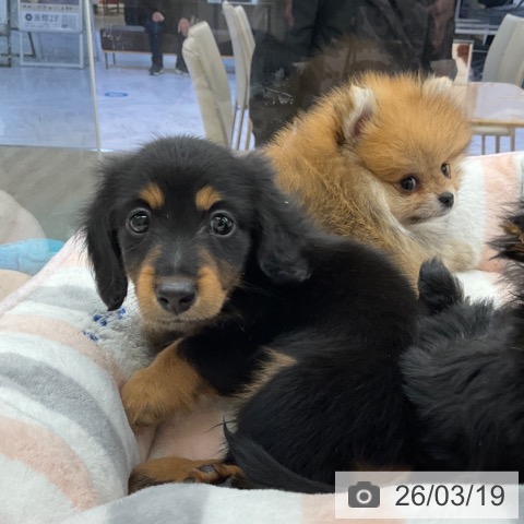 ミニチュア・ダックスフンドの写真