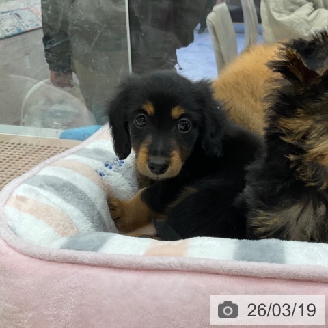 ミニチュア・ダックスフンドの写真