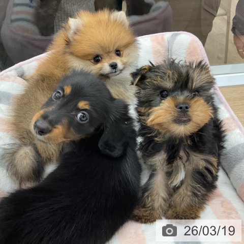 ミニチュア・ダックスフンドの写真