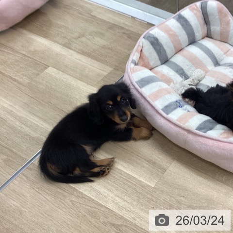 福岡県のミニチュアダックスフンド(ロング) (ペットプラス 春日店/2026年1月15日生まれ/男の子/ブラックタン)の子犬の3枚目の画像