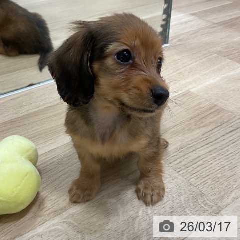 ミニチュア・ダックスフンドの写真