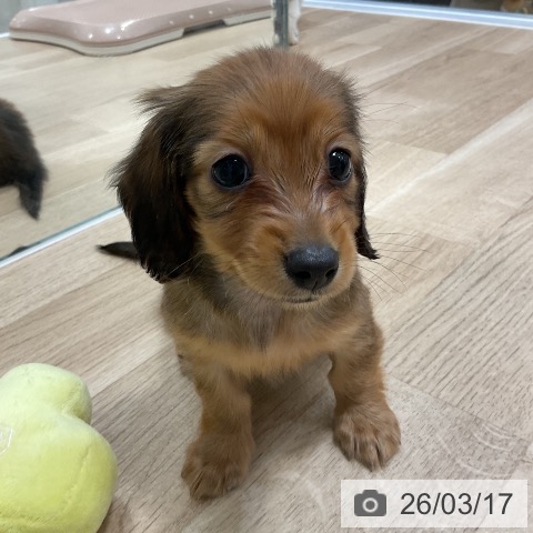 ミニチュア・ダックスフンドの写真