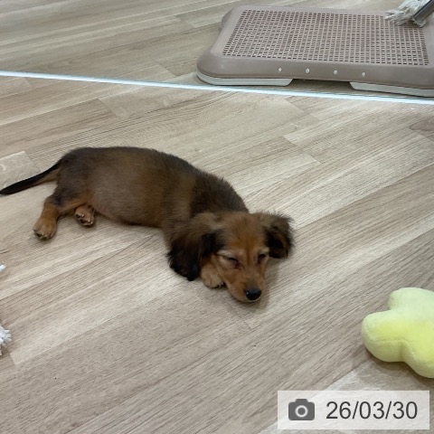 福岡県のミニチュアダックスフンド(ロング) (ペットプラス 香椎浜店/2026年1月15日生まれ/女の子/シェーデットレッド)の子犬の4枚目の画像