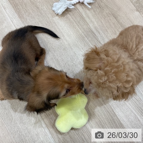 福岡県のミニチュアダックスフンド(ロング) (ペットプラス 香椎浜店/2026年1月15日生まれ/女の子/シェーデットレッド)の子犬の3枚目の画像