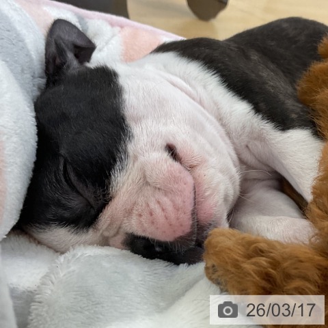 ボストン・テリアの写真