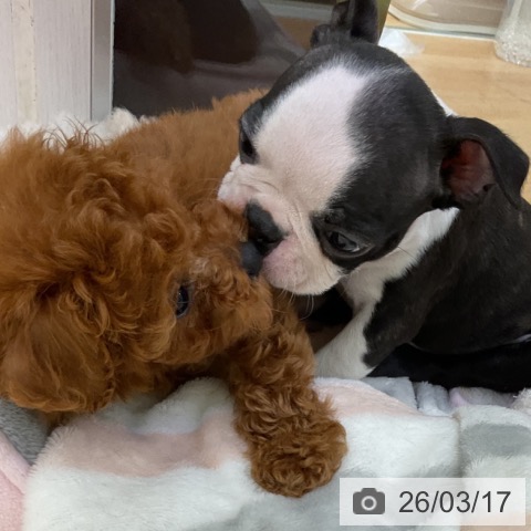 ボストン・テリアの写真