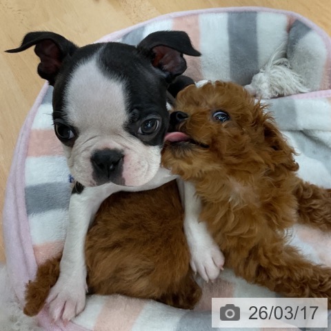 ボストン・テリアの写真