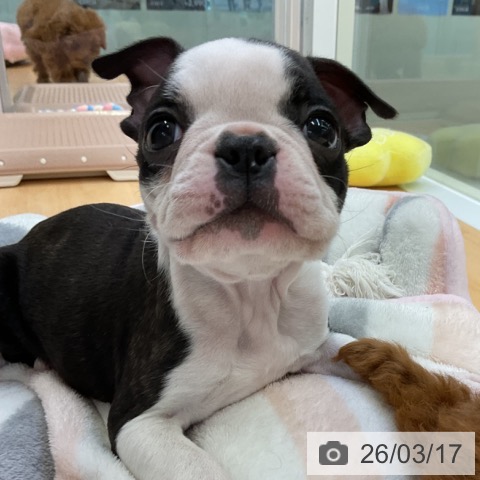 ボストン・テリアの写真