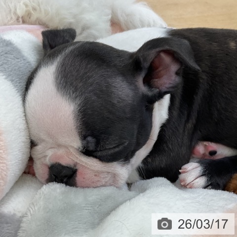 ボストン・テリアの写真