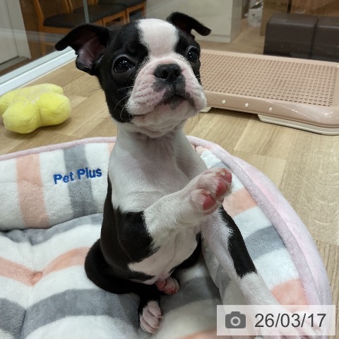 ボストン・テリアの写真