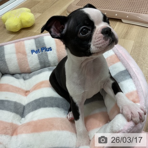 ボストン・テリアの写真