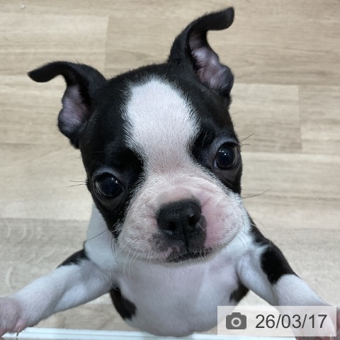 ボストン・テリアの写真