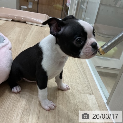 ボストン・テリアの写真