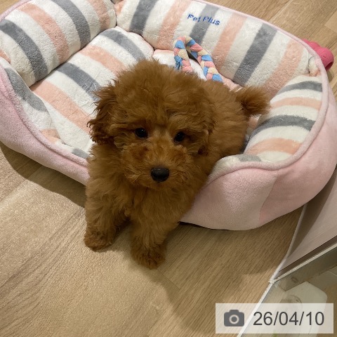 愛知県のトイプードル(トイ) (ペットプラス イオンモール豊川店/2026年1月14日生まれ/男の子/アプリコット)の子犬の4枚目の画像