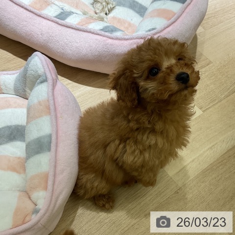 愛知県のトイプードル(トイ) (ペットプラス イオンモール豊川店/2026年1月14日生まれ/男の子/アプリコット)の子犬の3枚目の画像