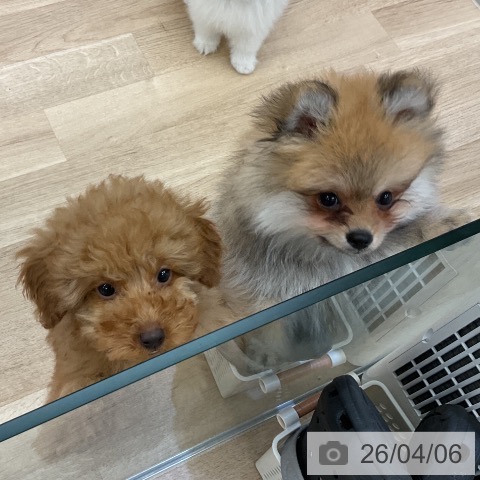 愛知県のトイプードル(トイ) (ペットプラス mozoワンダーシティ店/2026年1月14日生まれ/男の子/アプリコット)の子犬の4枚目の画像