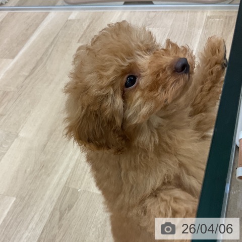 愛知県のトイプードル(トイ) (ペットプラス mozoワンダーシティ店/2026年1月14日生まれ/男の子/アプリコット)の子犬の3枚目の画像