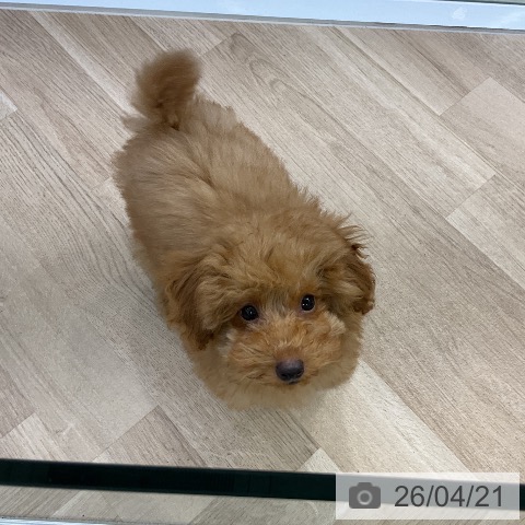 愛知県のトイプードル(トイ) (ペットプラス 千種店/2026年1月14日生まれ/男の子/アプリコット)の子犬の3枚目の画像