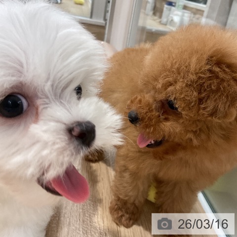 トイ・プードルの写真