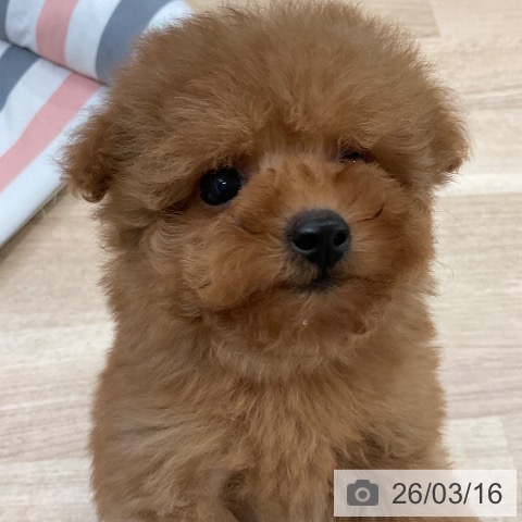 トイ・プードルの写真