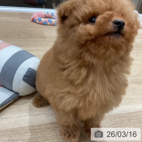 トイ・プードルの写真