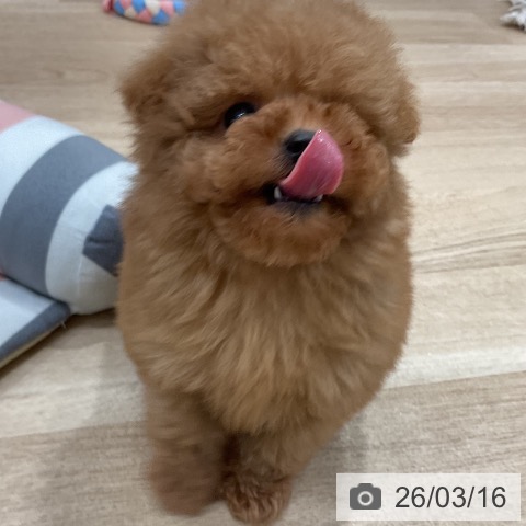 トイ・プードルの写真