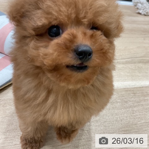 トイ・プードルの写真