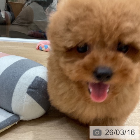 トイ・プードルの写真