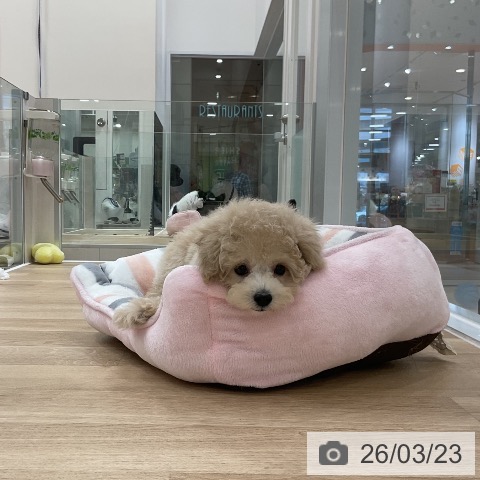 トイ・プードルの写真