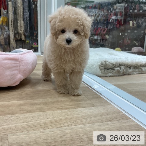 トイ・プードルの写真